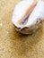 Dried Monetaria moneta shell on beach
