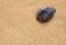 Dried Monetaria moneta shell on sand