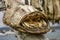 Dried monkfish