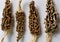 Dried Morel Mushrooms on White Background