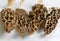 Dried Morel Mushrooms on White Background