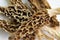 Dried Morel Mushrooms on White Background