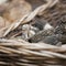 The Dried Morels Morchella vulgaris at La Boquerï¿½a market, Barcelona. Catalonia, Spain