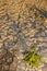 Dried Mud In Texas. Santa Elena Canyon And Rio Grande.