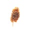 Dried mulberry fruit