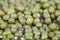 Dried Mung Beans