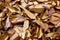 Dried mushrooms in Boqueria Market