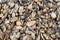 Dried mussel background