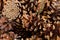Dried natural pine cones