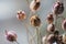 Dried Nigella flowers close-up view. Sadness, autumn melancholy, depression, mourn, grief concept