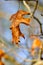 A dried oak leaf hangs on before the fall