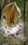 Dried open milkweed pods and seeds inside