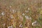 dried opium, poppy field