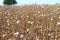 dried opium, poppy field