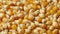 Dried orange corn kernels full frame close up
