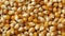 Dried orange corn kernels full frame close up