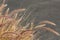 Dried ornamental grasses in winter with seed heads against a neutral grey background