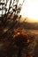 Dried out burnt Protea Flowers in an arid landscape after fire ravaged the land