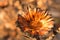 Dried out burnt Protea Flowers in an arid landscape after fire ravaged the land