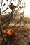 Dried out burnt Protea Flowers in an arid landscape after fire ravaged the land