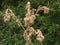 Dried out dead Thistle plant