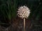 Dried out fuzzy ball in the garden