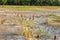 Dried out lake after hot summer with drought with tree line in t