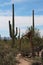 A dried out Saguaro cactus among creosote bushes, Cholla and Saguaro cacti in the Arizona desert