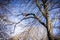 Dried out tree branches against blue sky