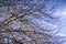 Dried out tree branches against blue sky