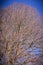 Dried out tree branches against blue sky