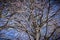 Dried out tree branches against blue sky