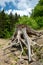 Dried out trees and tree trunks on the shore of Ottensteiner lake