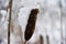 Dried overblown cattail in snowy background.