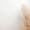 Dried pampas grass with soft blurry shadow on light beige wall. Aesthetic minimalist sustainable neutral background