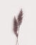 Dried pampas leaves. Botanical grass photo. Detail for card, postcard, invitation, greeting, pattern. Photography on