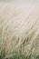Dried panicle grass texture background. Soft beige dried meadow grass. Abstract natural minimal, trend, stylish