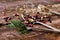 Dried parsley, peppercorns and anise seeds