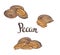 Dried Pecan nuts isolated on a white background.