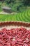 Dried peppers with rice fields, China