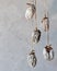 dried persimmon hanging on the ropes. Gray background