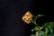 Dried petal, brown rose flower on black background