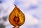 A dried piece of pear against the background of the sky with clouds