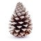 Dried pine cone