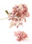 Dried pink hortensia