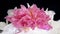 Dried pink peony flower and dry petals white orchid