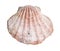 Dried pink shell of scallop cutout on white