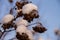 dried plant with fruits covered with snow