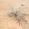 Dried plant in sand of Wadi Rum desert