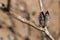 A dried plant with thorns. Example of changing climate